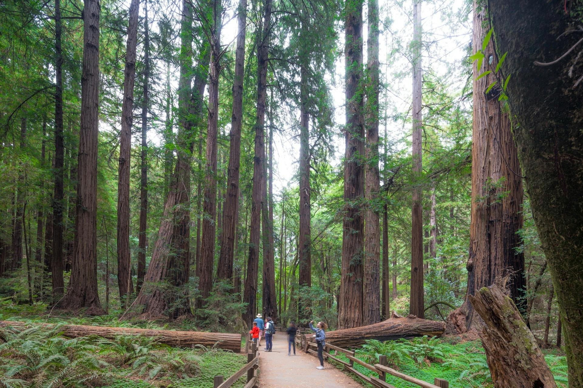 From San Francisco: Half Day Muir Woods Tour, Sausalito Tour and Bay Cruise - Photo 1 of 2